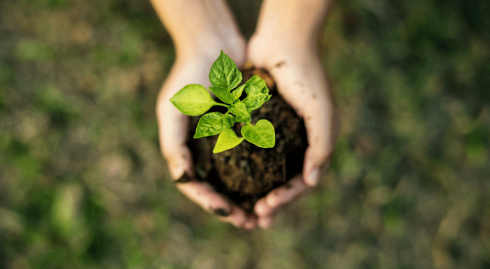 Hands holding plant